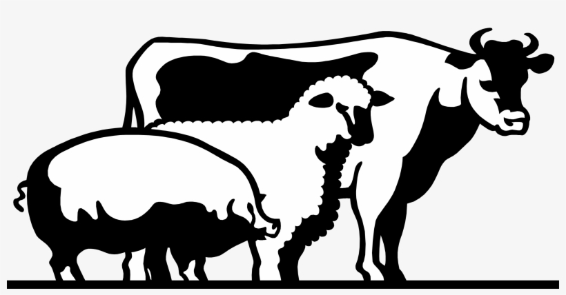 4 H Livestock Of Clipart - Show Livestock Png, transparent png #1545