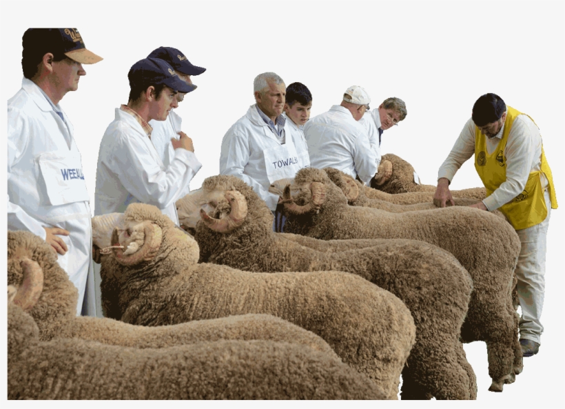 Midstate Merinos Field Day Hogget Competition - Sheep, transparent png #3834