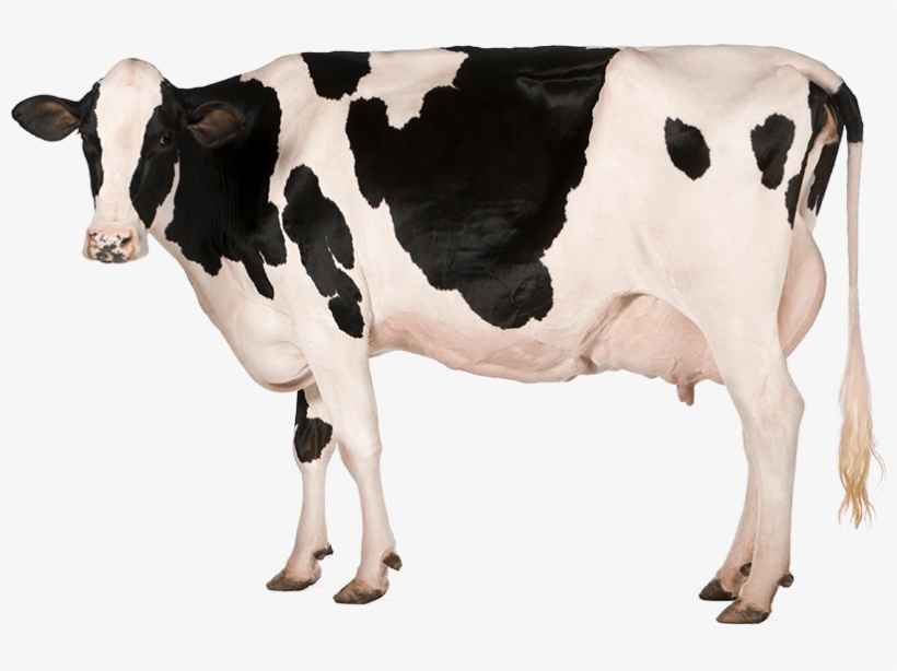Dairy Farms - Cow And Its Products, transparent png #4002