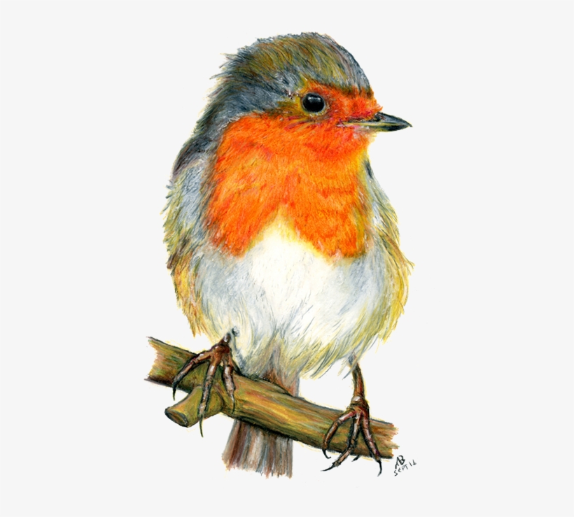 Robin Red Breast, Watercolour Pencil Drawing - Drawings Of Garden Birds, transparent png #4360