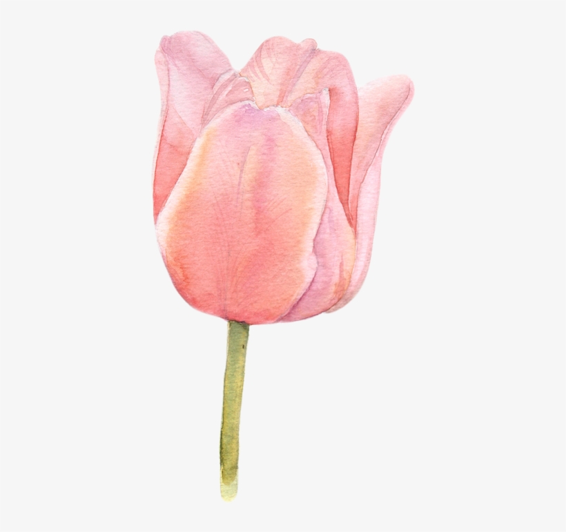 Watercolor Tulips Tulip Painting, Tulip Watercolor, - Tulip Watercolor Png, transparent png #4524