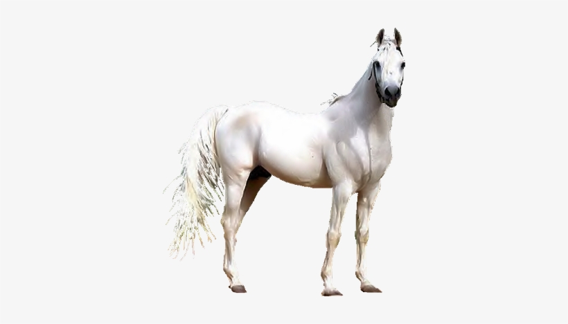 Renaissance Clipart Horse - White Arabian Horse Png, transparent png #4661
