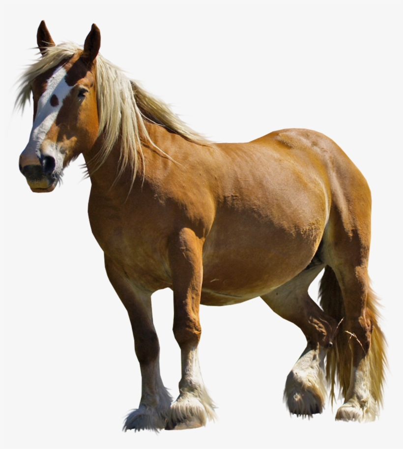 Gray Horse Png Photo - Horse Transparent, transparent png #4666