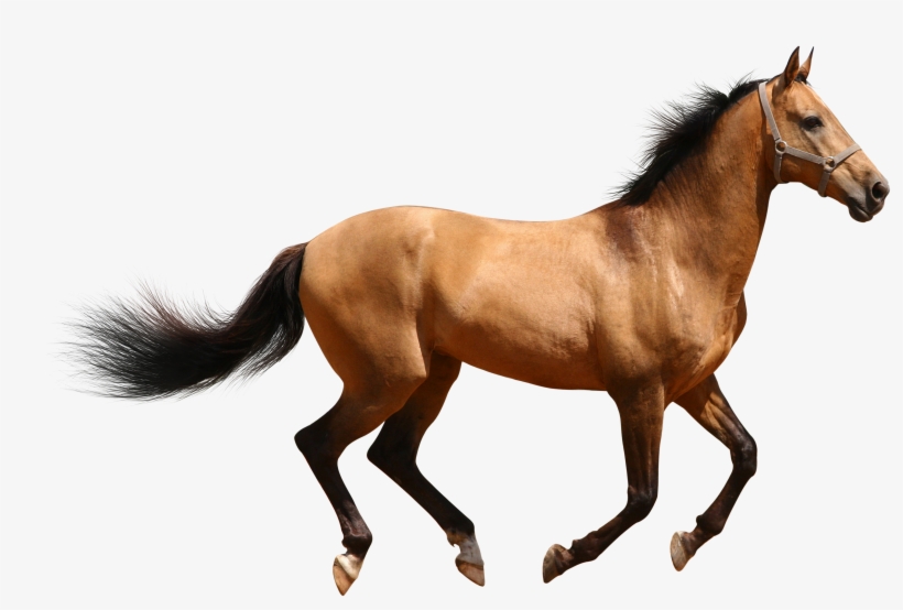 Horse Transparent Png Pictures - Stickalz Llc Full Color Horse Full Color Decal, Mustang, transparent png #4714