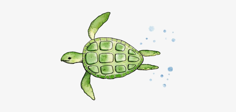 Photo Gallery Of - Turtle Watercolor Simple, transparent png #4794
