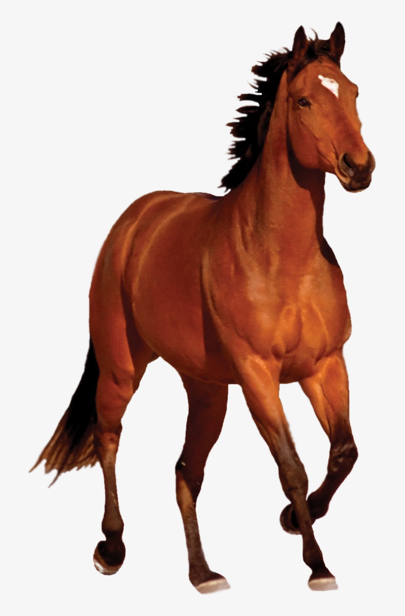 Horse Hd Png Transparent Horse Hd - Horse Png, transparent png #4852