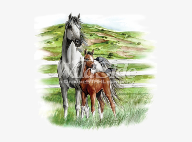 White & Brown Horses - Horse, transparent png #4955