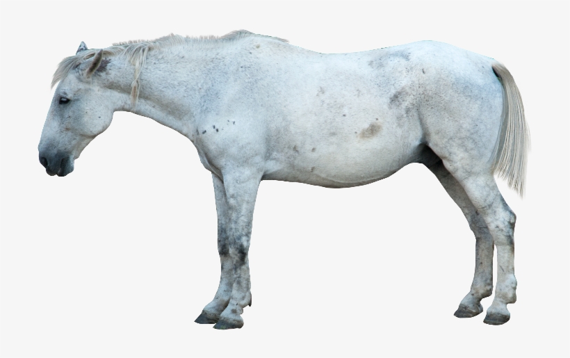 White Horse Png Image - Horse Png, transparent png #5144