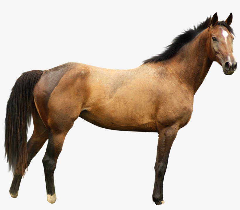 Horse Transparent, transparent png #5172
