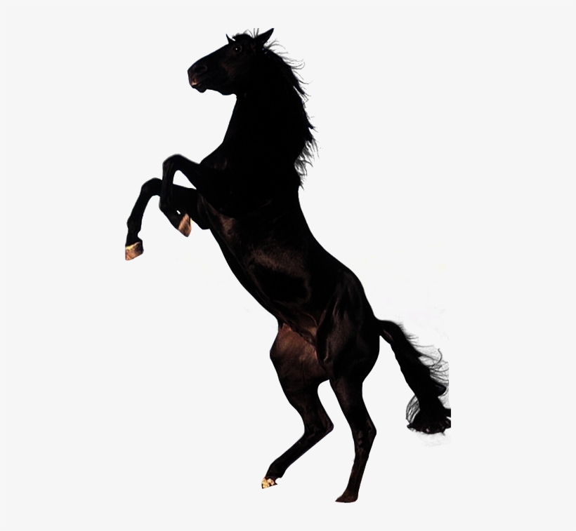 Horse Png Clipart Vector Black And White Library - Horse Png, transparent png #5287
