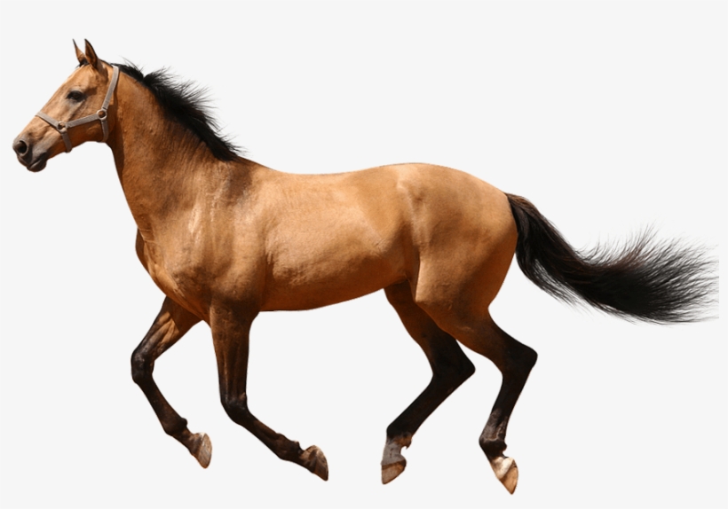 Horse Running Transparent Background, transparent png #5576