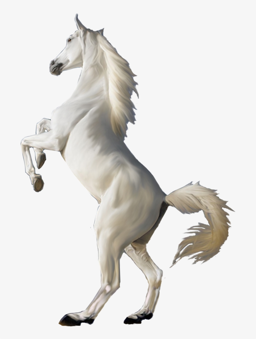 White Horse Png, transparent png #5592