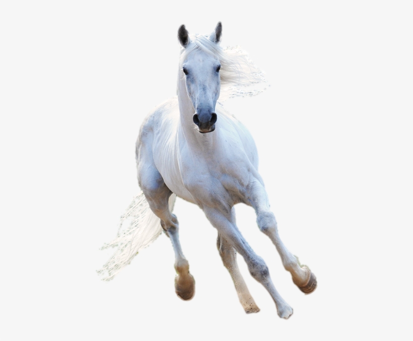 Witcher Horse - Horse, transparent png #5673