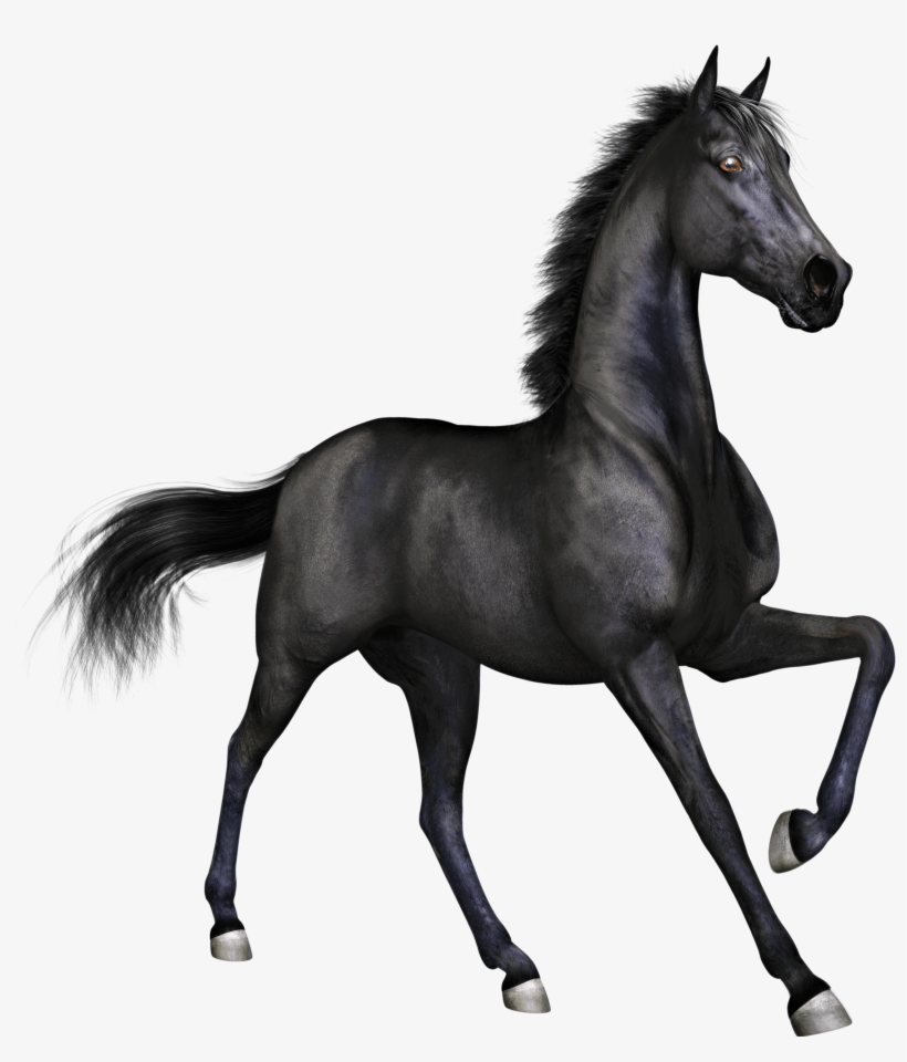 Horse Images Png - Black Horse Png, transparent png #5699