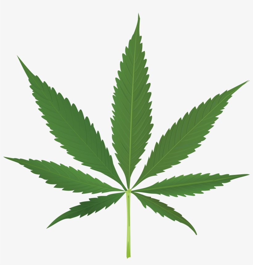 Download - Cannabis Leaf, transparent png #5756