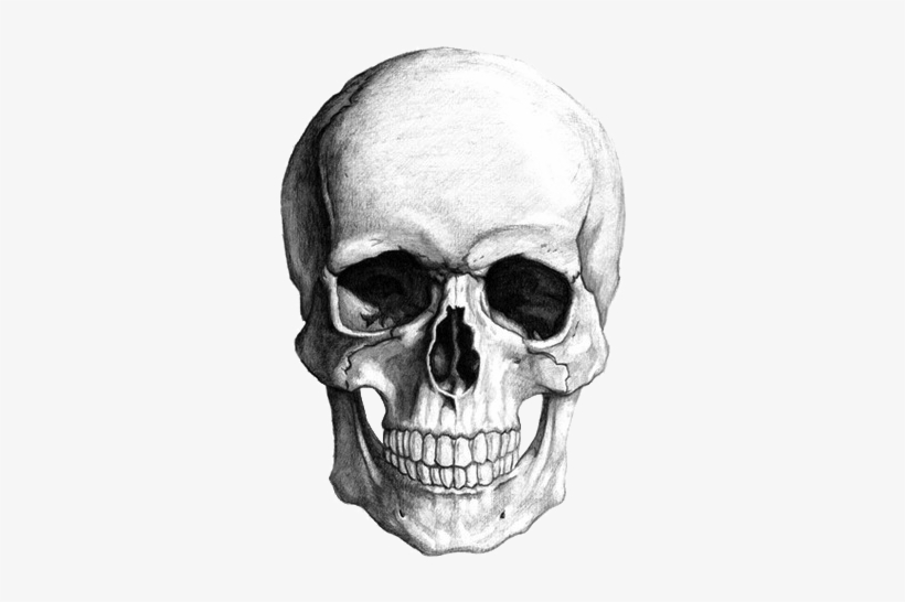 Academic Drawing Skull - Skeleton Head Drawing, transparent png #6031