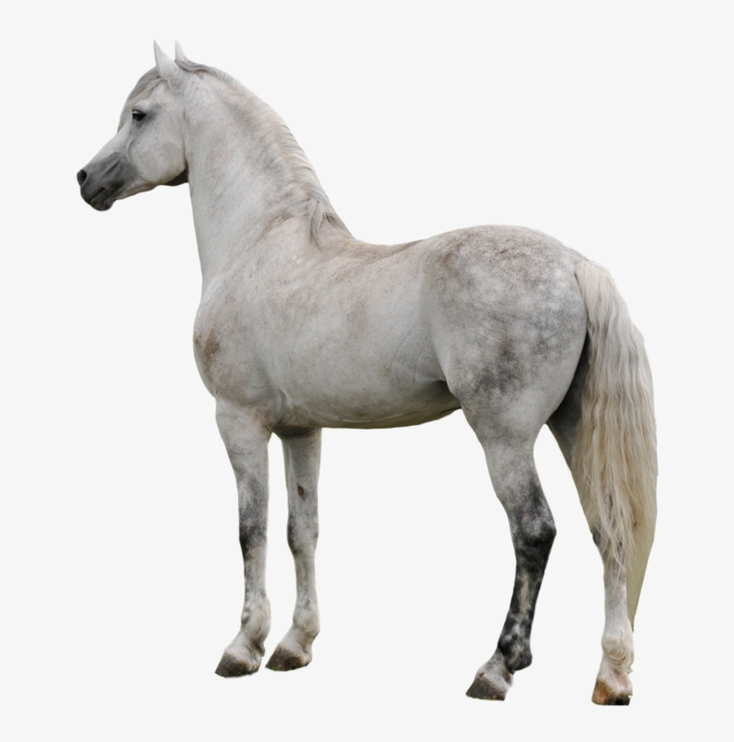 Horse Png Clipart - White Horse Transparent Background, transparent png #6192