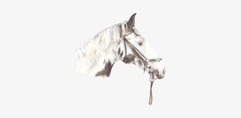 This Is A Signed, Limited Edition Archival Quality - Stallion, transparent png #6429