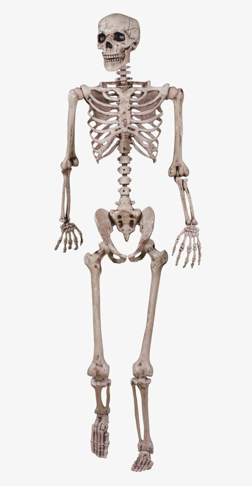 Halloween Skeleton Vector Free Png Image - Grade 5 Skeletal System, transparent png #6504