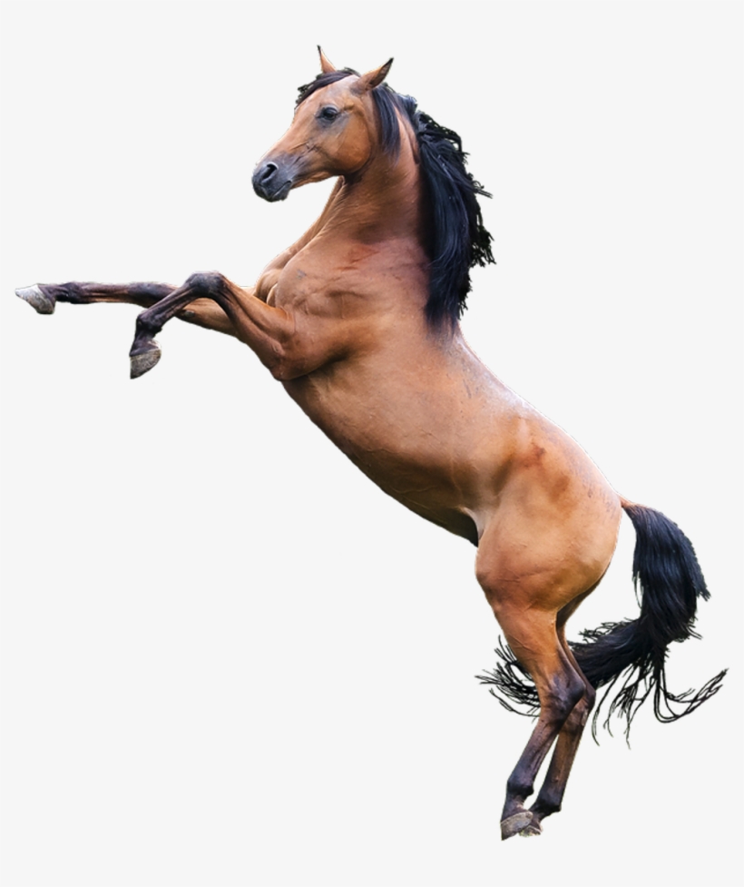 Horse Png Image - Best Gift - Arabian Horse Canvas Hoodie/t-shirt/mug, transparent png #6555