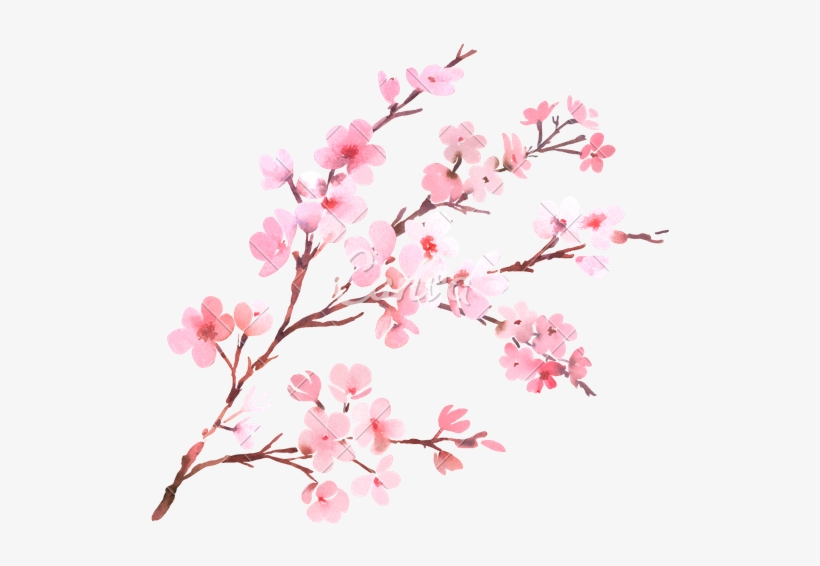 Canva Watercolor With Spring Tree Branch In Blossom - Watercolor Cherry Blossom Flower, transparent png #6655