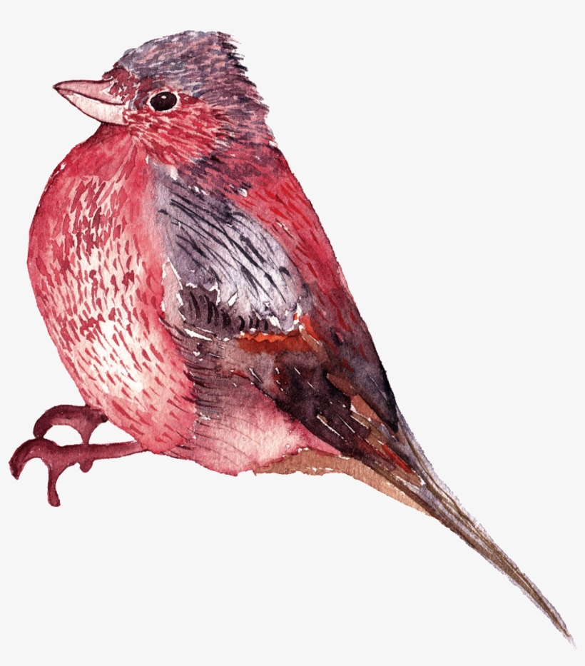 This Graphics Is Watercolor Bird Png Images About Watercolors,birds,png - Portable Network Graphics, transparent png #6881