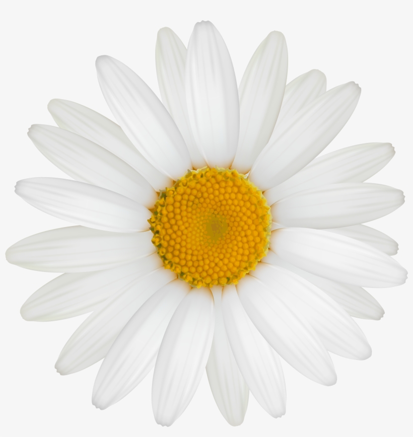White Daisy Png Clipart - White Flower Clipart Png, transparent png #6904