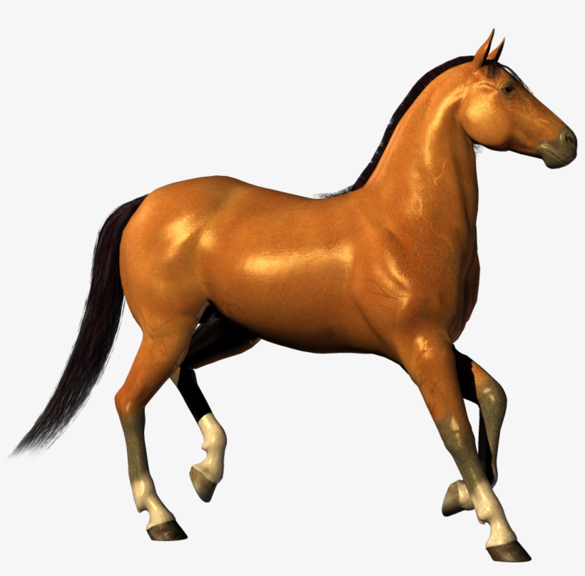 Download Free High-quality - Horse White Background Hd, transparent png #7002