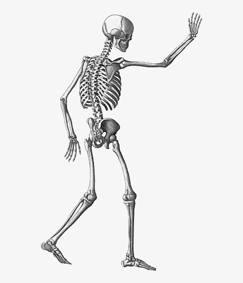 Halloween Skeleton Png Image With Transparent Background - Transparent Skeleton, transparent png #7100