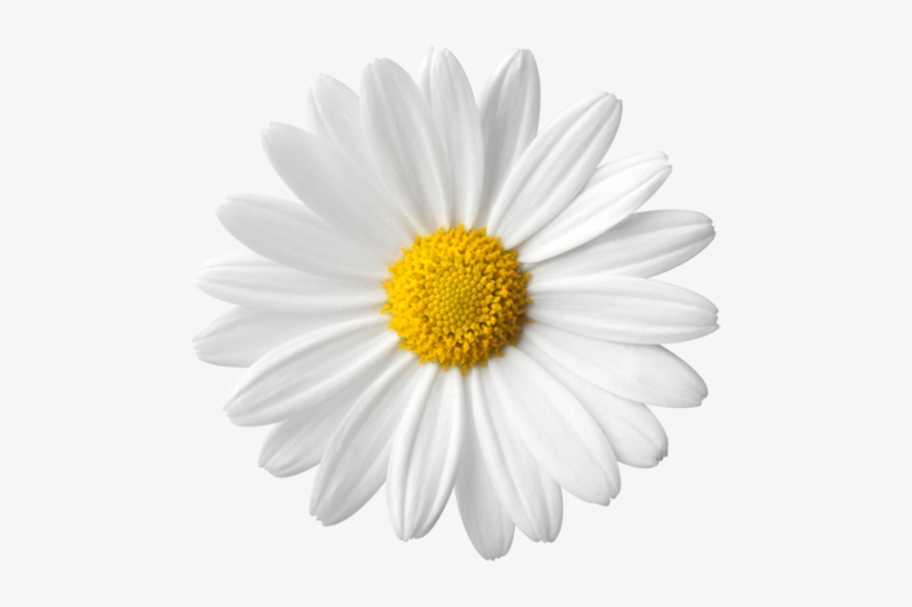 Daisies Image Arts - Daisy Flower White Background, transparent png #7150