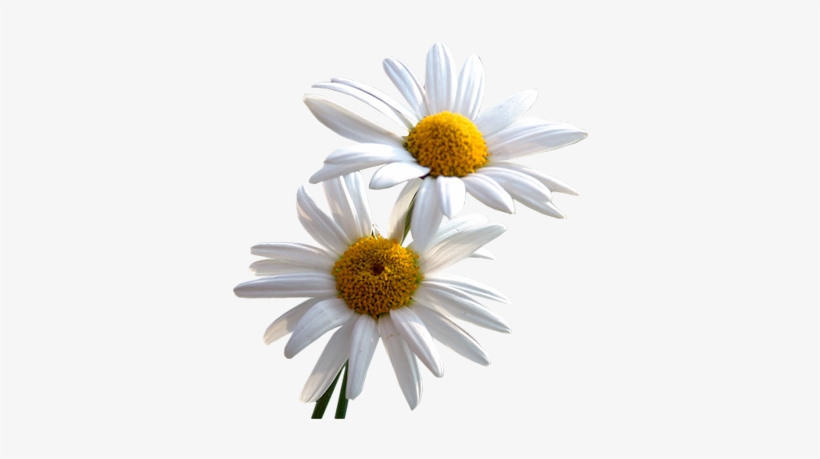 Daisy Png File - Gifs Margaritas, transparent png #7208