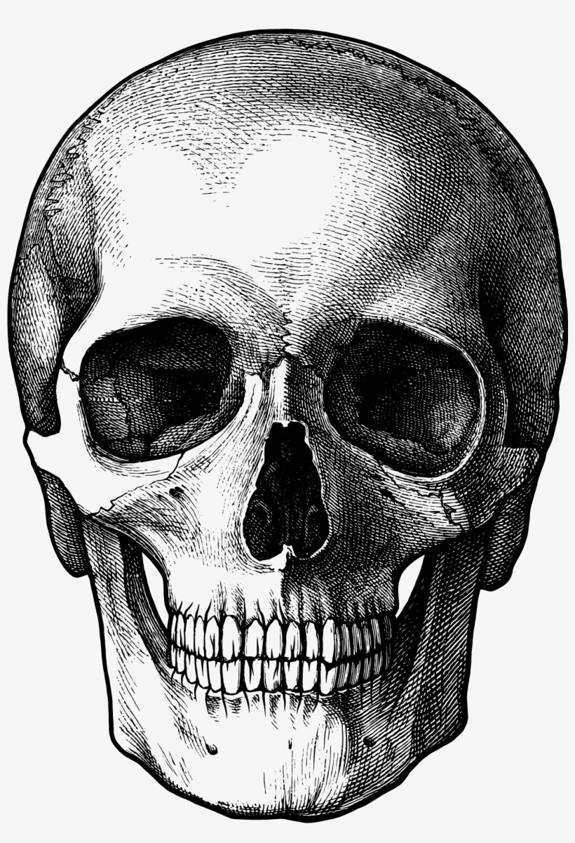 Nice Line Drawing - Skull Art, transparent png #7258