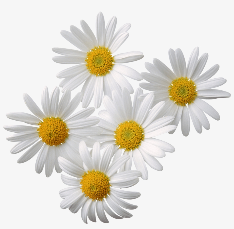 Download - Transparent Daisy Flower, transparent png #7305