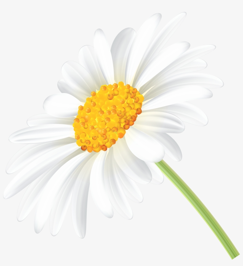 Daisy Png, transparent png #7351