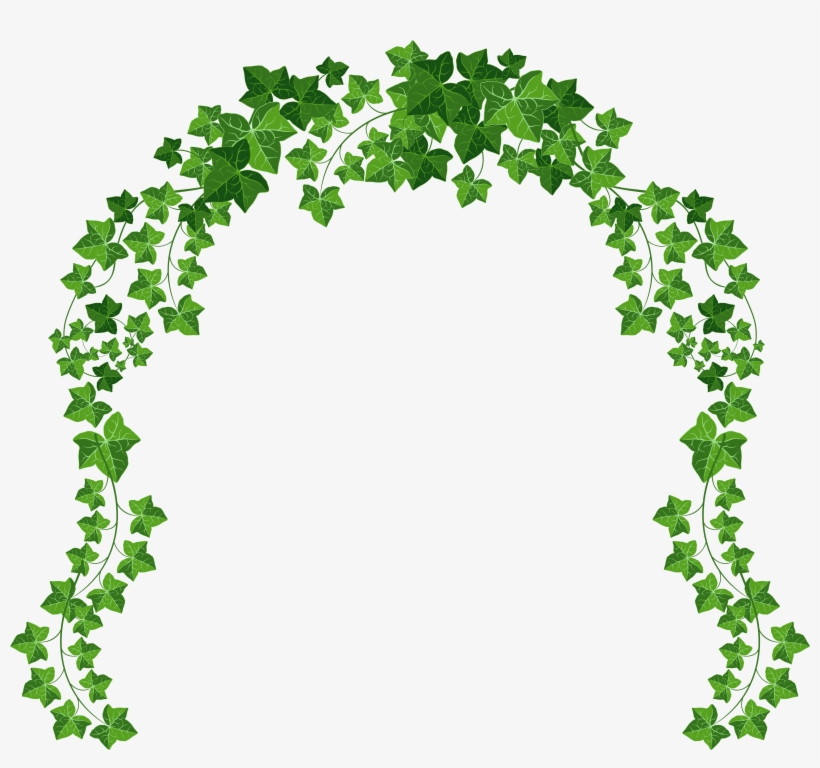 Vine Png Picture Gallery - Vines With Transparent Background, transparent png #7355