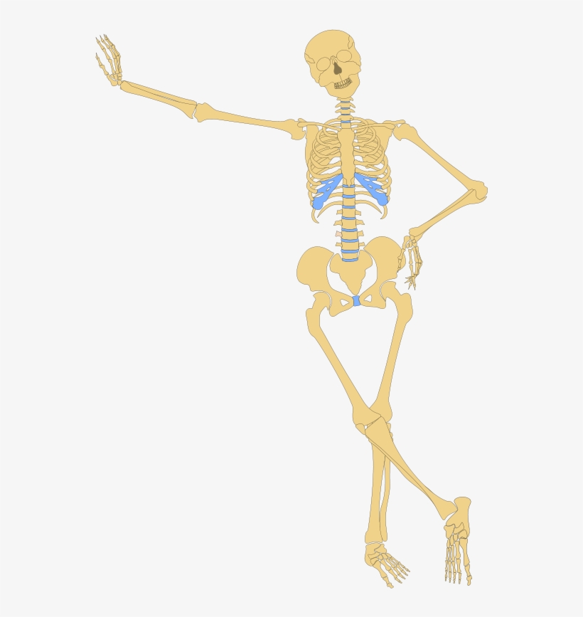 Human Skeleton Clippings Anatomy Clipart Free Transparent Png Download Pngkey