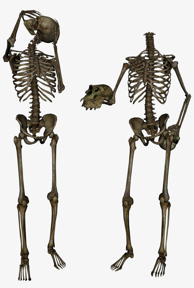 Skeleton, Skull Png Image - Body Skull Png, transparent png #7711