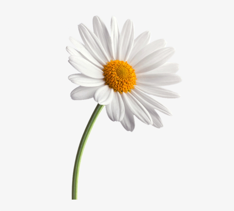 White Daisy Png Clipart Black And White Stock - Daisy Flower Png, transparent png #7776