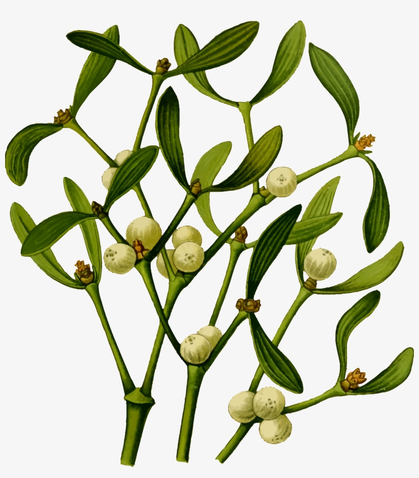 Big Image - Mistletoe, transparent png #7796