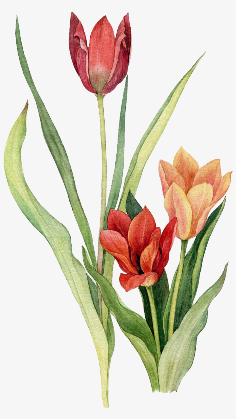 Tulip Flower Watercolor Painting Drawing - Tulip Drawing In Watercolor ...