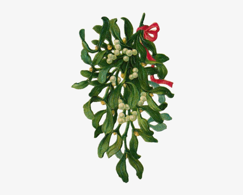 Kissing Under Mistletoe - White Cedar, transparent png #8070