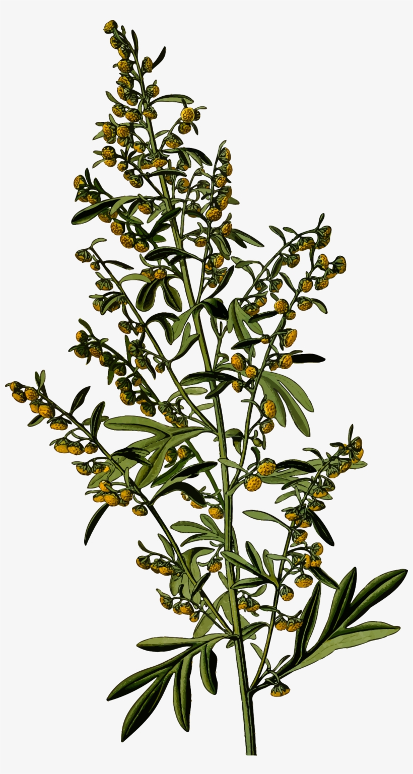 Clipart Wormwood Detailed Big - Wormwood Png, transparent png #8098