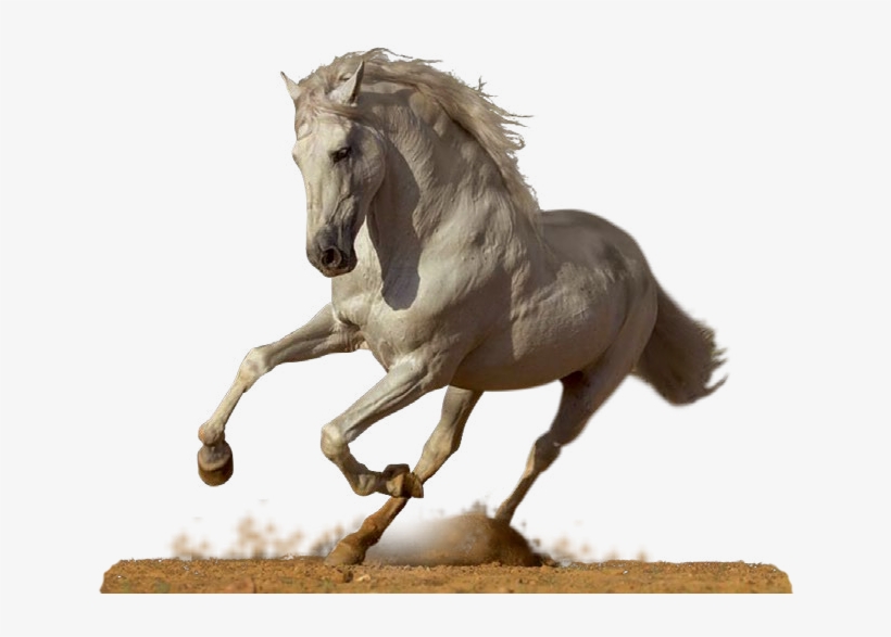 Stallion, transparent png #8158