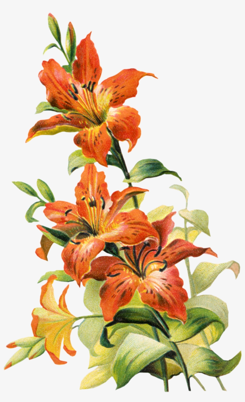 Free Vintage Tiger Lily Flower Lilly Flower Drawing, - Vintage Lily Flower, transparent png #8233