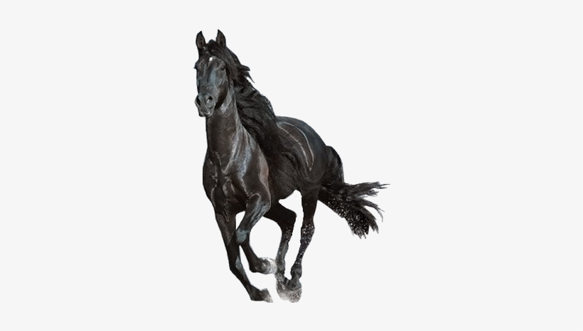 Horse Png Download - Beautiful Horses Running, transparent png #8234