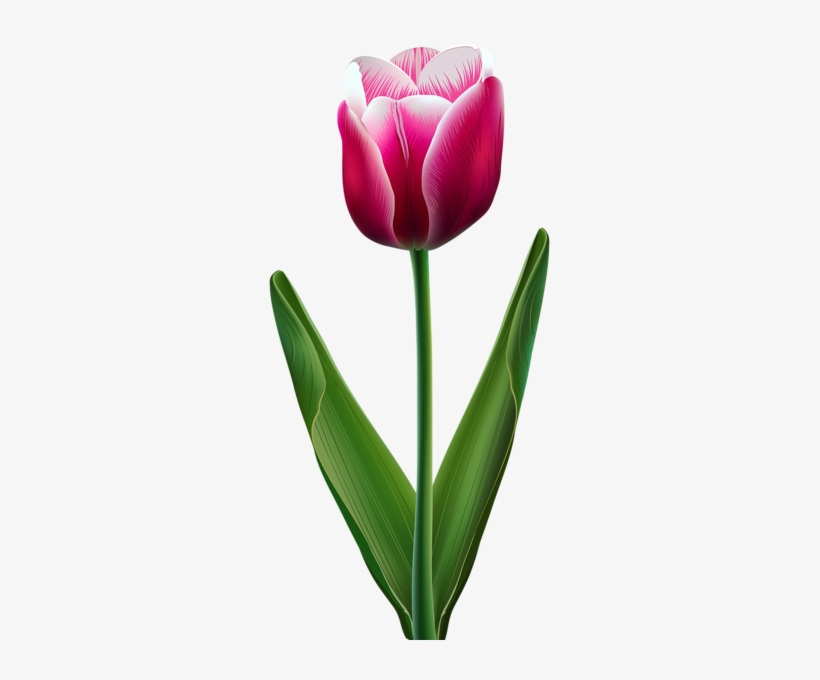 Cliparts Tulips Flowers, transparent png #8287