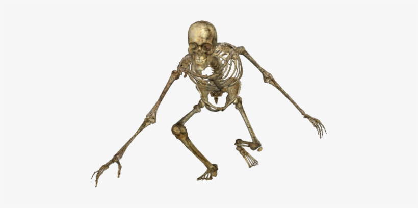 Skeleton-049 - Skeleton Png, transparent png #8448