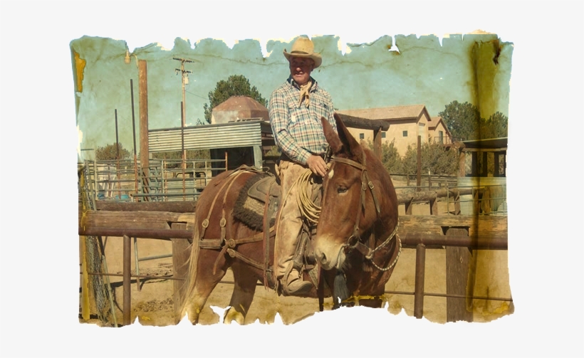 Sorrel, transparent png #8581