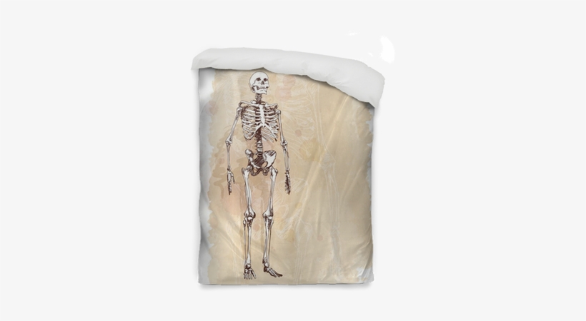 Skeleton Sketch & Watercolor Vintage Background Duvet - Skeleton, transparent png #8583