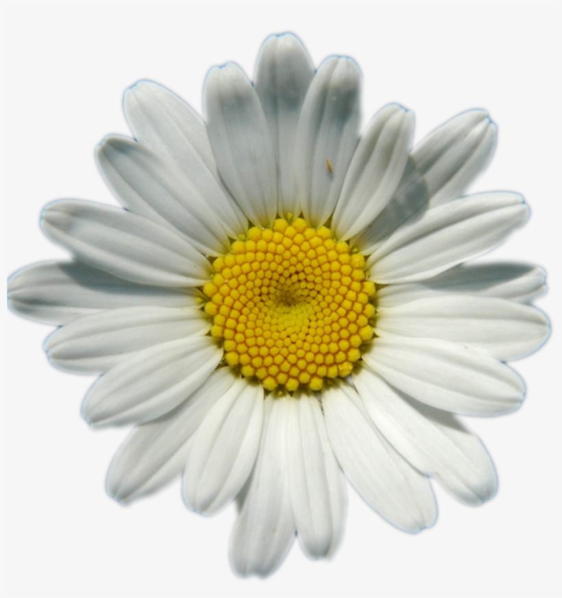 Daisies Png Image Background - Transparent Background Daisy Png, transparent png #8675
